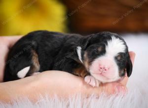 tri-colored female mini bernedoodle near Chicago Illinois