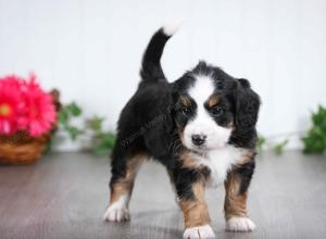 tri-colored female mini bernedoodle near Chicago Illinois