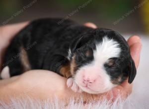 tri-colored female mini bernedoodle near Chicago Illinois