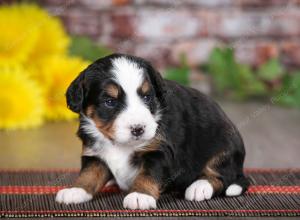 tri-colored female mini bernedoodle near Chicago Illinois