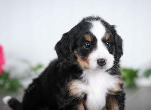 tri-colored female mini bernedoodle near Chicago Illinois