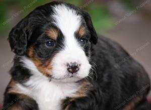 tri-colored female mini bernedoodle near Chicago Illinois