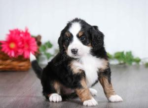 tri-colored female mini bernedoodle near Chicago Illinois