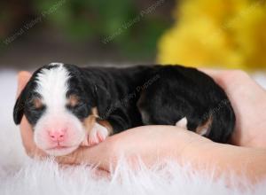 tri-colored male mini bernedoodle near St Louis Missouri