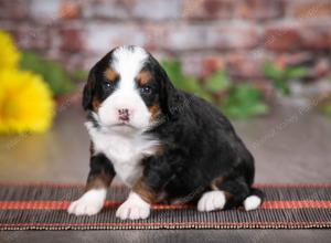 tri-colored male mini bernedoodle near St Louis Missouri