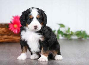 tri-colored male mini bernedoodle near St Louis Missouri