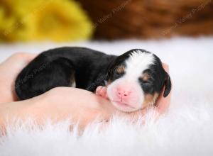 tri-colored male mini bernedoodle near St Louis Missouri