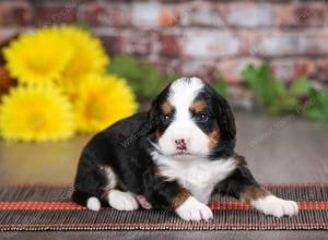 tri-colored male mini bernedoodle near St Louis Missouri