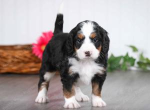 tri-colored male mini bernedoodle near St Louis Missouri