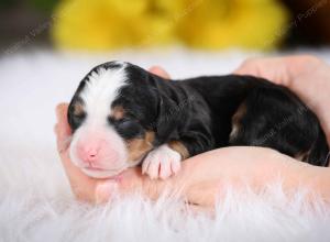 tri-colored male mini bernedoodle near St Louis Missouri