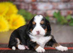 tri-colored male mini bernedoodle near St Louis Missouri