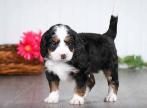 tri-colored male mini bernedoodle near St Louis Missouri