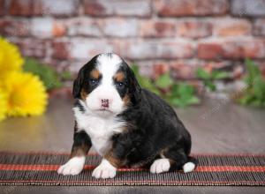 tri-colored male mini bernedoodle near St Louis Missouri