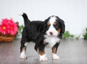 tri-colored male mini bernedoodle near St Louis Missouri