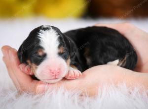 tri-colored male mini bernedoodle near St Louis Missouri