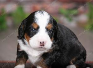 tri-colored male mini bernedoodle near St Louis Missouri