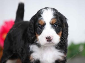 tri-colored male mini bernedoodle near St Louis Missouri