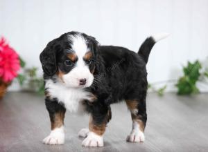 tri-colored male mini bernedoodle near St Louis Missouri 