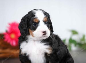 tri-colored male mini bernedoodle near St Louis Missouri 