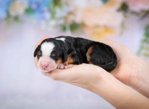 tri-colored male mini bernedoodle near Chicago Illinois