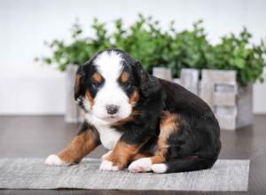 tri-colored male mini bernedoodle near Chicago Illinois