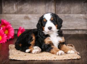 tri-colored male mini bernedoodle near Chicago Illinois