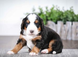 tri-colored male mini bernedoodle near Chicago Illinois