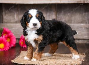 tri-colored male mini bernedoodle near Chicago Illinois