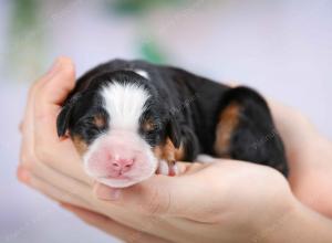 tri-colored male mini bernedoodle near Chicago Illinois