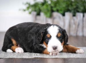 tri-colored male mini bernedoodle near Chicago Illinois