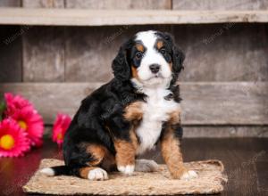 tri-colored male mini bernedoodle near Chicago Illinois