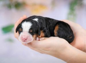 tri-colored male mini bernedoodle near Chicago Illinois