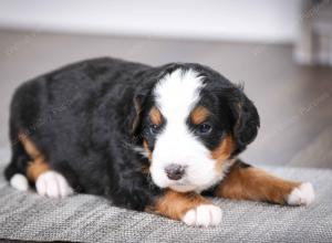 tri-colored male mini bernedoodle near Chicago Illinois