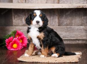 tri-colored male mini bernedoodle near Chicago Illinois