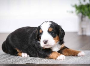 tri-colored male mini bernedoodle near Chicago Illinois