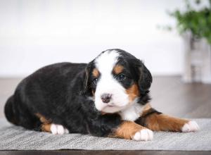 tri-colored male mini bernedoodle near Chicago Illinois