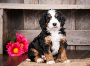 tri-colored male mini bernedoodle near Chicago Illinois