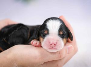 tri-colored male mini bernedoodle near Chicago Illinois