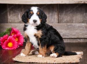 tri-colored male mini bernedoodle near Chicago Illinois