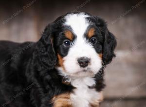 tri-colored male mini bernedoodle near Chicago Illinois