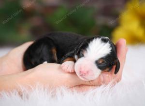 tri-colored male mini bernedoodle near St Louis Missouri