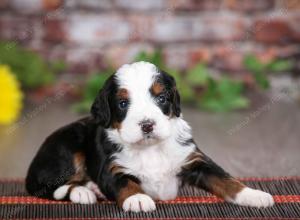 tri-colored male mini bernedoodle near St Louis Missouri