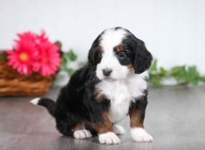 tri-colored male mini bernedoodle near St Louis Missouri