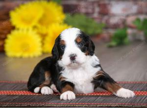 tri-colored male mini bernedoodle near St Louis Missouri