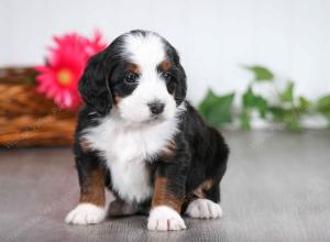 tri-colored male mini bernedoodle near St Louis Missouri