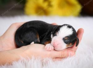 tri-colored male mini bernedoodle near St Louis Missouri