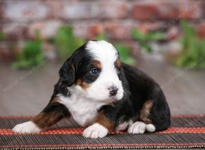 tri-colored male mini bernedoodle near St Louis Missouri