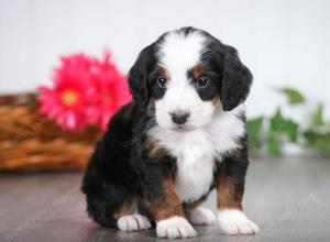 tri-colored male mini bernedoodle near St Louis Missouri