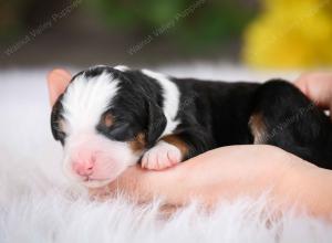 tri-colored male mini bernedoodle near St Louis Missouri