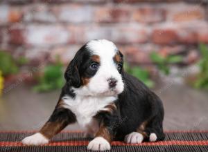 tri-colored male mini bernedoodle near St Louis Missouri